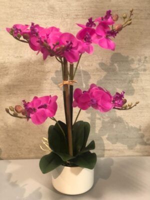 Orquídea Fanerosis Fusia